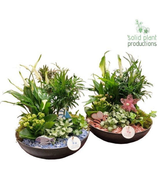COMPO Mix Plants Summer M30  Plantas de verano resistentes para terrazas y jardines