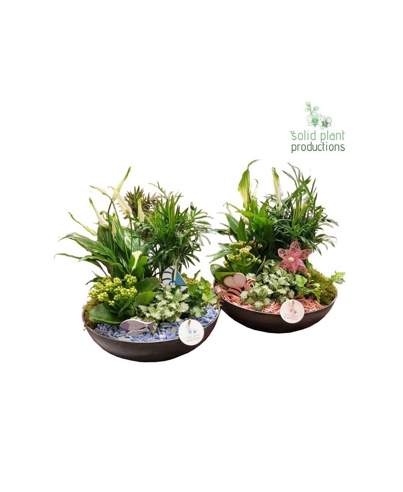 COMPO Mix Plants Summer M30  Plantas de verano resistentes para terrazas y jardines