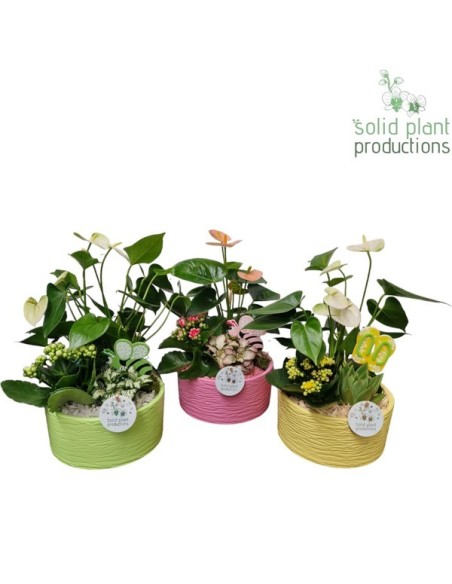 COMPO PLANTS MIX AT003 LOES MIX M 32