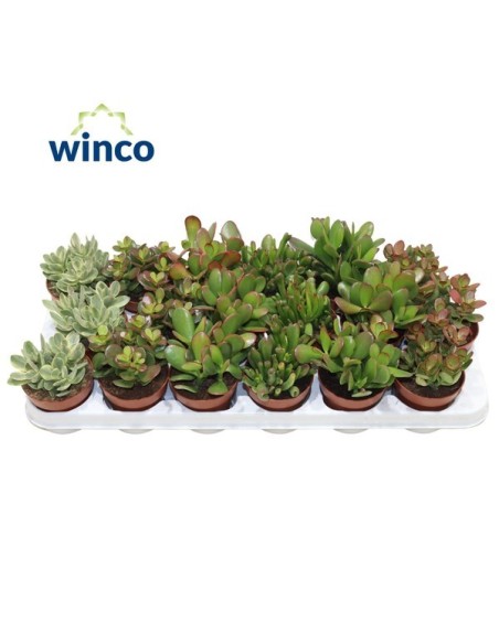 CRASSULA MIX M8.5 Planta Suculenta Decorativa para Interiores y Jardines