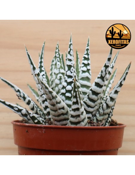 HAWORTHIA FASCIATA ALBA M8.5 planta suculenta decorativa de bajo mantenimiento