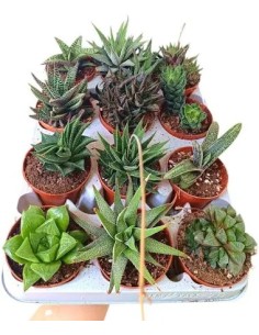 HAWORTHIA ZEBRINA MAKE UPZ MIX COLORS M10.5 Composición Floral Decorativa y Resistente