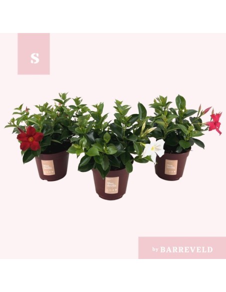 MANDEVILLA  SUND SUMMERVILLE BUSH M14