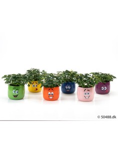 MIMOSA PUDICA+CERAMIC CARTOON SMILEY