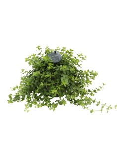 Peperomia Deppeana M12 Planta de Interior Elegante y Fácil de Cuidar