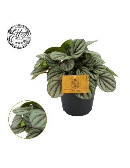 PEPEROMIA w