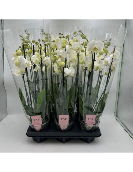 PHALAENOPSIS INVERNESS 5T M12