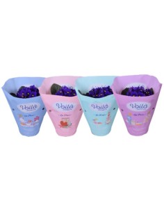 Saintpaulia M12 Azul Oscuro Violeta Africana Planta de Interior Fácil Cuidado