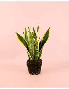 SANSEVIERIA TRIFASCIATA MIX M12