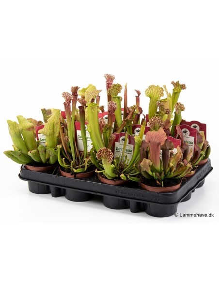SARRACENIA MIX