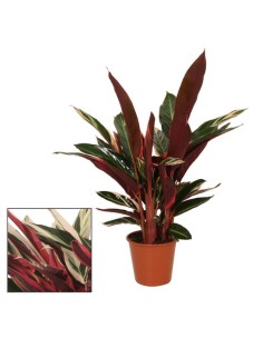 Stromanthe Sang Tricolor M19 planta ornamental con follaje tricolor para interiores
