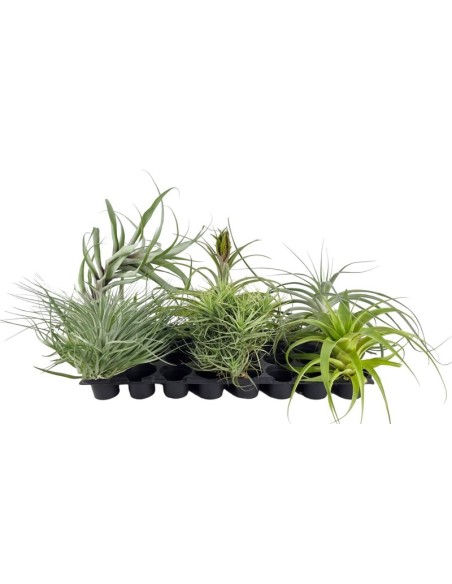 TILLANDSIA