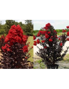 LAGESTROEMIA INDICA "BLACK  DIAMOND" 20L