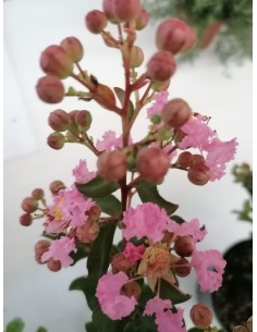 Lagerstroemia Indica Árbol Ornamental | Floración Vibrante y Follaje Elegante