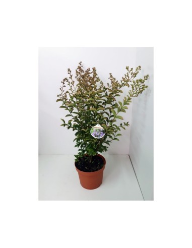 LAGESTROEMIA INDICA  7.5L