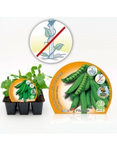 GUISANTE MATA BAJA PACK 6 PISUM SATIVUM 2