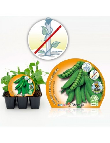 GUISANTE MATA BAJA PACK 6 PISUM SATIVUM