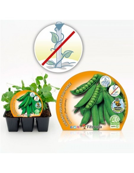 GUISANTE MATA BAJA PACK 6 PISUM SATIVUM