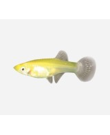 GUPPY HEMBRA SURTIDA 3,5-4CM