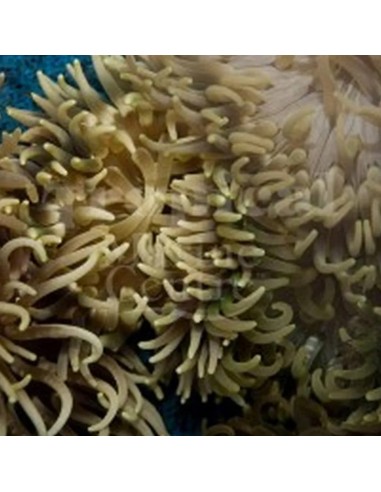 MACRODACTYLA DOREENSIS BLUISCH L