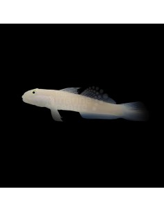 VALENCIENNEA SEXGUTATTA  S/M