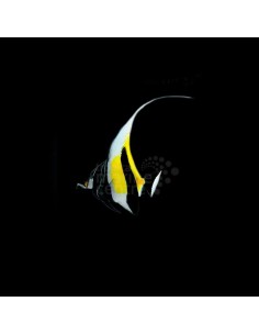 ZANCLUS CORNUTUS ME - MOORISH IDOL