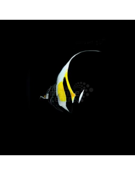 ZANCLUS CORNUTUS ME - MOORISH IDOL