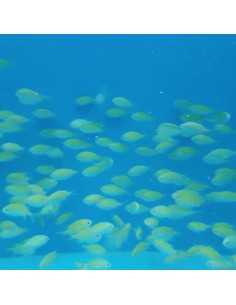   CHROMIS VIRIDIS