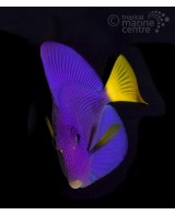 ZEBRASOMA XANTHURUM  M