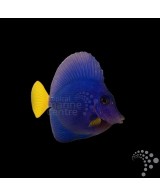 ZEBRASOMA XANTHURUM  M