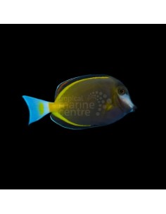 ACANTHURUS JAPONICUS