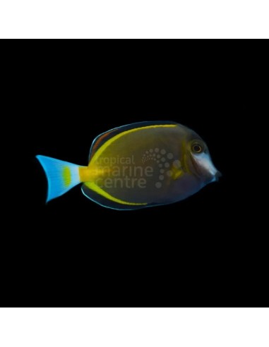 ACANTHURUS JAPONICUS