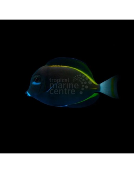 ACANTHURUS NIGRICAN  DEL INDICO M