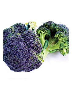 BROCOLI MORADO PACK 12