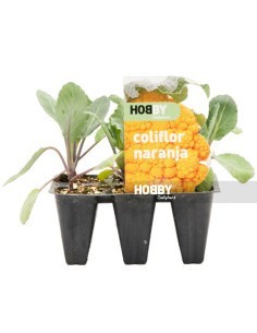 COLIFLOR NARANJA PACK 6
