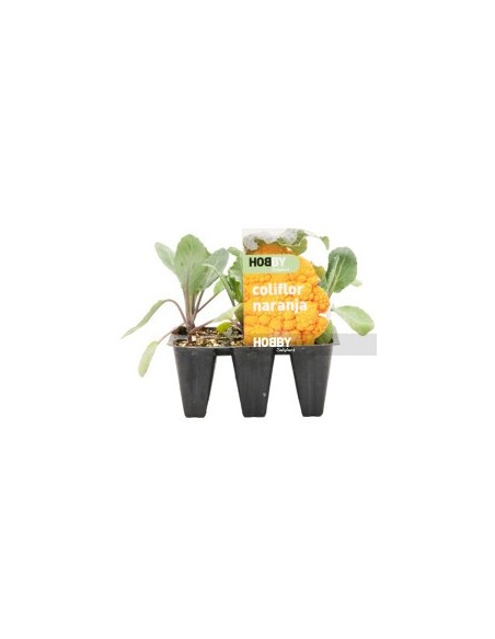 COLIFLOR NARANJA PACK 6