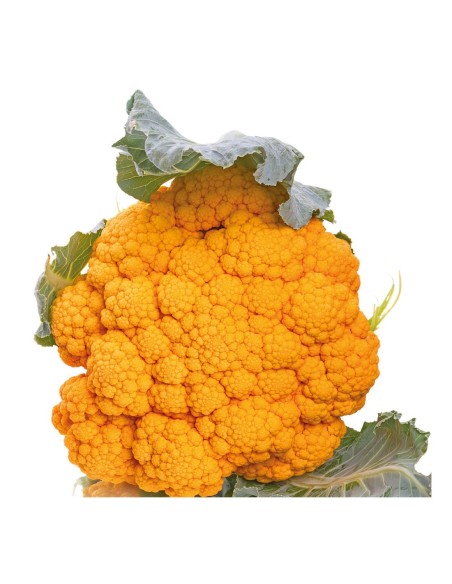 COLIFLOR NARANJA PACK 6