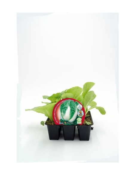 COL CHINA ECO PACK 6