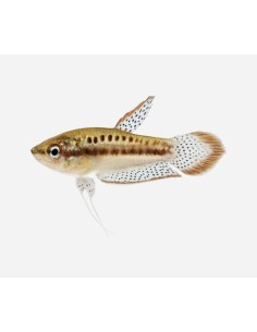 TRICHOPSIS VITTATA - GOURAMI CROADOR 3-3,5CM