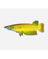 PANCHAX AMARILLO APLCHEILUS PANCHAX  2.5-3CM