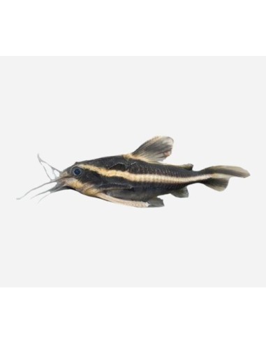 PEZ GATO PLATYDORA COSTATUS 3-4CM