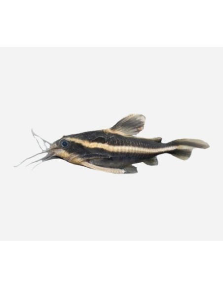 PEZ GATO PLATYDORA COSTATUS 3-4CM