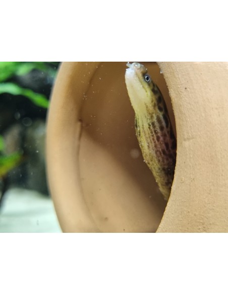 MORENA TIGRE AGUA DULCE 25-30CM