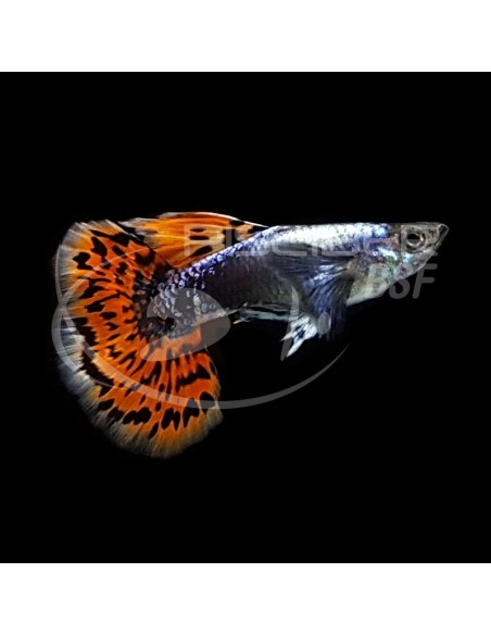 GUPPY MACHO DUMBO 2.5-3CM