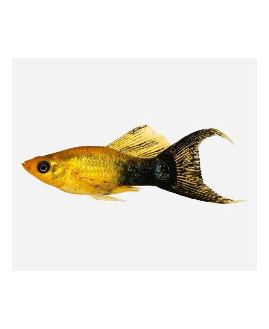 MOLLY POLVO ORO/NEGRO 5-6CM