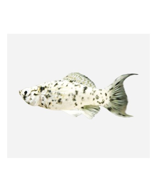 MOLLY SURTIDO 3.5-4CM
