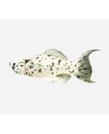 MOLLY SURTIDO 3.5-4CM