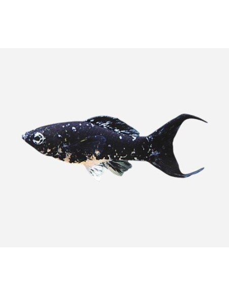 MOLLY SURTIDO 3.5-4CM