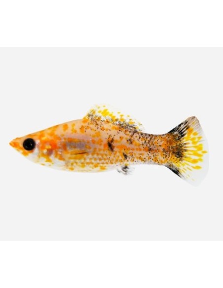 MOLLY SURTIDO 3.5-4CM