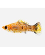 MOLLY SURTIDO 3.5-4CM